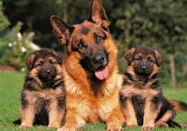 Pastor Alemán con cachorros